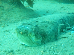 Genyagnus monopterygius