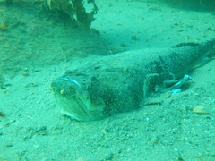 Genyagnus monopterygius