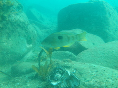 Notolabrus celidotus