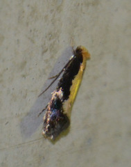 Monopis obviella