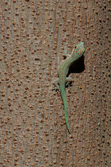 Phelsuma abbotti chekei