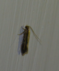 Monopis obviella
