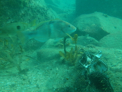 Notolabrus celidotus