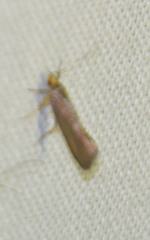 Crassa unitella