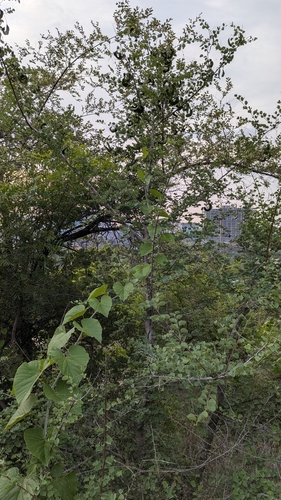 Image of Bauhinia racemosa by (c) Ravuri Krishna Chaitanya, some rights reserved (CC BY)