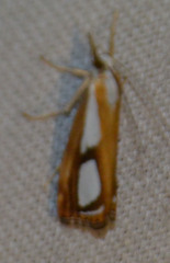 Catoptria