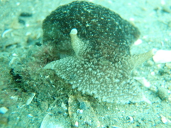 Pleurobranchaea maculata