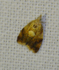 Pseudargyrotoza conwagana