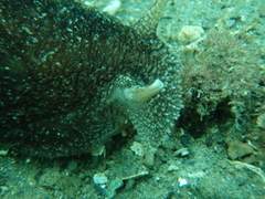 Pleurobranchaea maculata