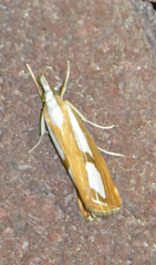 Catoptria