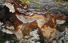 Australoporus tasmanicus