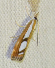 Catoptria