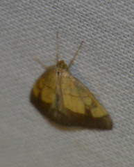 Evergestis limbata