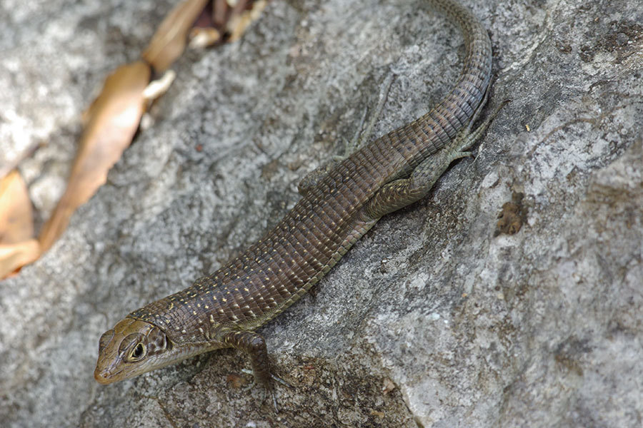 Zonosaurus tsingy