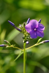 Phlox glaberrima interior