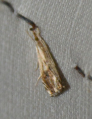 Catoptria verellus