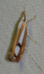 Catoptria