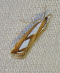 Catoptria