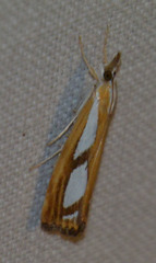 Catoptria