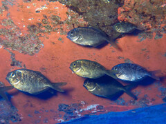 Freckled Driftfish photo 3