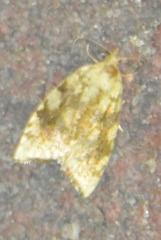 Aleimma loeflingiana