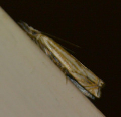 Crambus lathoniellus