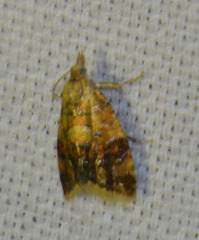 Pseudargyrotoza conwagana