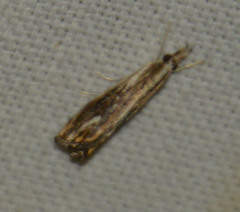 Catoptria verellus