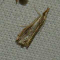 Catoptria verellus