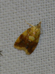 Pseudargyrotoza conwagana