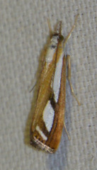 Catoptria