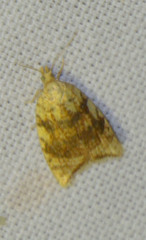 Aleimma loeflingiana