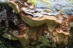 Australoporus tasmanicus