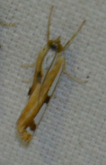 Catoptria