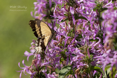 Papilio dardanus cenea