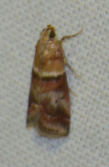 Acrobasis repandana