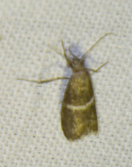 Elegia similella