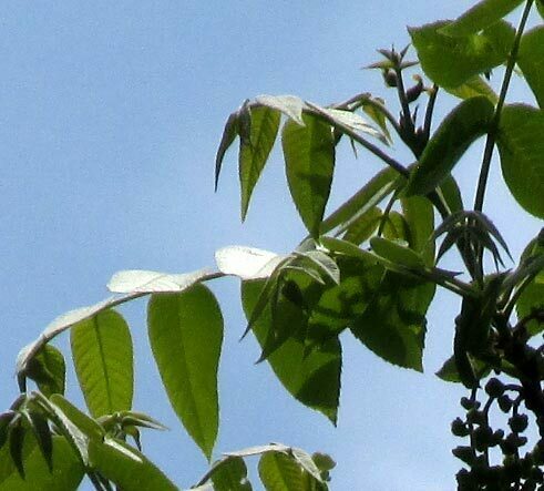 Mexican Hickory (Carya palmeri)