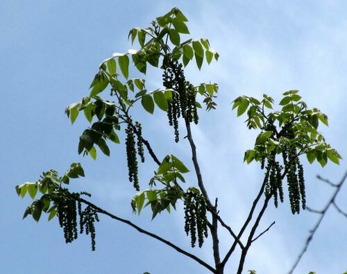 Mexican Hickory