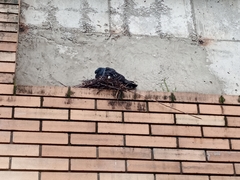 Columba livia domestica