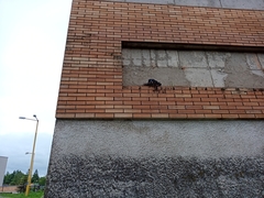 Columba livia domestica