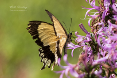 Papilio dardanus cenea