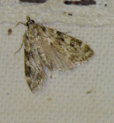 Eudonia delunella