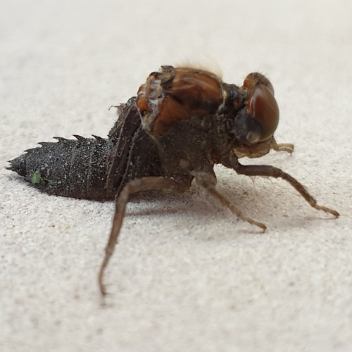 Scarce Chaser, 8131 RD Wijhe, Nederland, photo 7 of 10