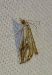 Catoptria verellus