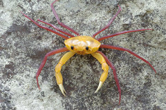 Madagapotamon humberti