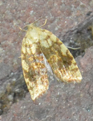 Aleimma loeflingiana