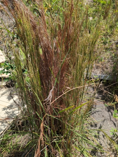 Image of Anatherum bicorne by no rights reserved
