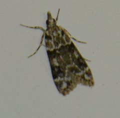 Eudonia delunella