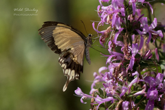 Papilio dardanus cenea